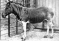 /album/hagamos-algo/quagga-jpg/